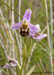 Bee Orchid