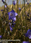 Harebell