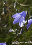 Harebell