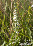 Autumn Lady Tresses