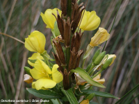 Oenothera cambrica