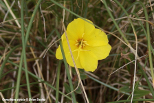 Oenothera stricta