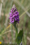 Common Spotted Orchid