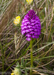 Pyramidal Orchid