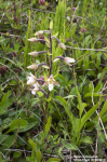 Marsh Helleborine