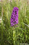 Northern Marsh Orchid