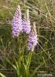 Common Spotted Orchid