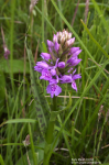 Early Marsh Orchid