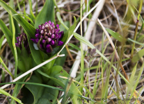 Pyramidal Orchid