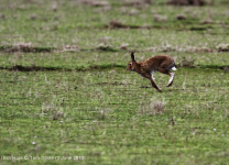 Irish Hare