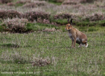 Irish Hare