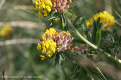 Anthyllis vulneraria