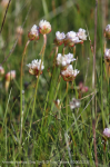 Armeria maritima