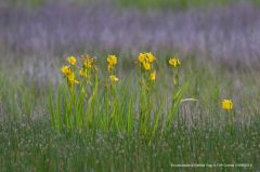 Yellow Flag