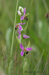 Ophrys apifera