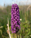 Dactylorhiza purpurella