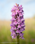 Dactylorhiza maculata