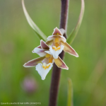 Epipactis palustris 