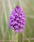 Anacamptis pyramidalis