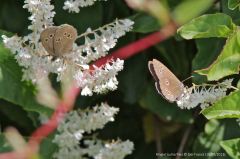 Ringlet