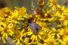 6 spot Burnet Moth