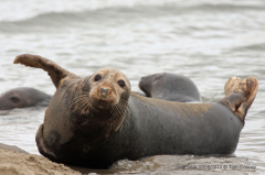 Grey Seal