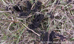 Marsh Fritillary catepillars