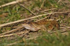 Common Frog