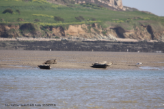 Harbour Seals