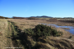 Alder Marsh