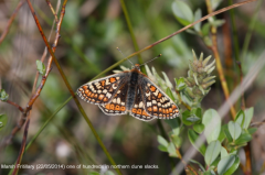 Marsh Fritillary