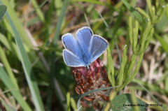 Common Blue