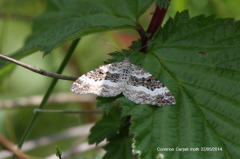 Common Carpet