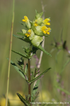 Yellow Rattle