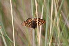 Marsh Fritillary