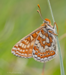 Marsh Fritillary