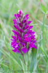 Northern Marsh Orchid