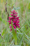 Early Marsh Orchid