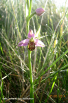 Bee Orchid