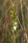 Common Twayblade