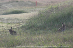 Irish Hares