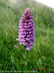 Heath Spotted Orchid