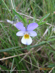 Viola tricolor