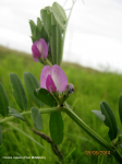 Restharrow