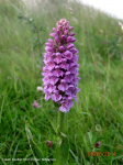 Heath Spotted Orchid