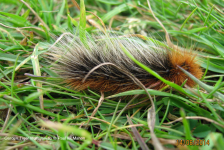 Garden Tiger Moth