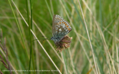 Common Blue