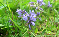 Common Milkwort