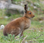 Irish Hare