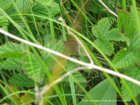 Ringlet